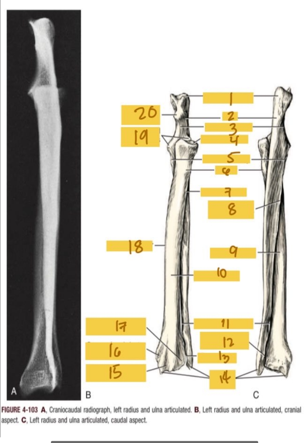 knowt flashcard image