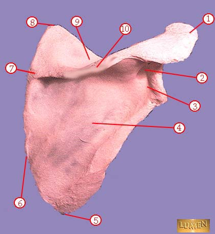 <p><span>Identify bone marking number 4.</span></p>