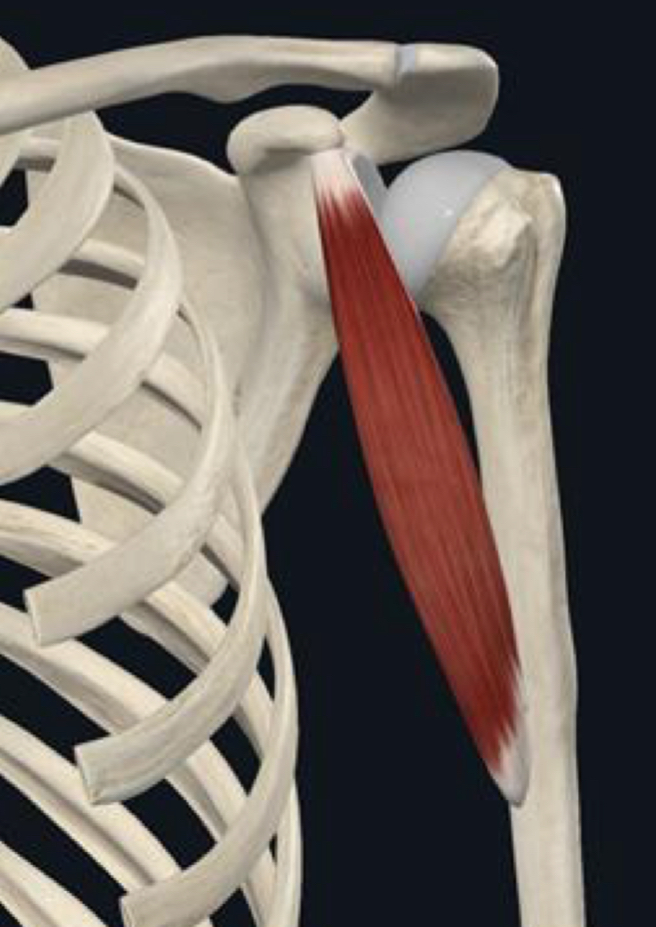 <p>What is the distal attachment of the coracobrachialis?</p>