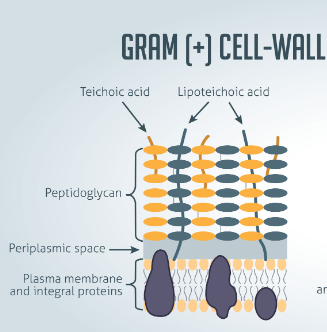 <p>Teichoic acid+lipotechoic acid<br>Thick PG layer (90%)</p>