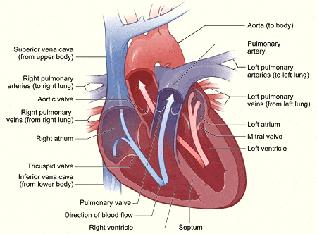 <p><span style="color: rgb(43, 49, 80)">Which of the following best describes the function of the mitral valve?</span></p>