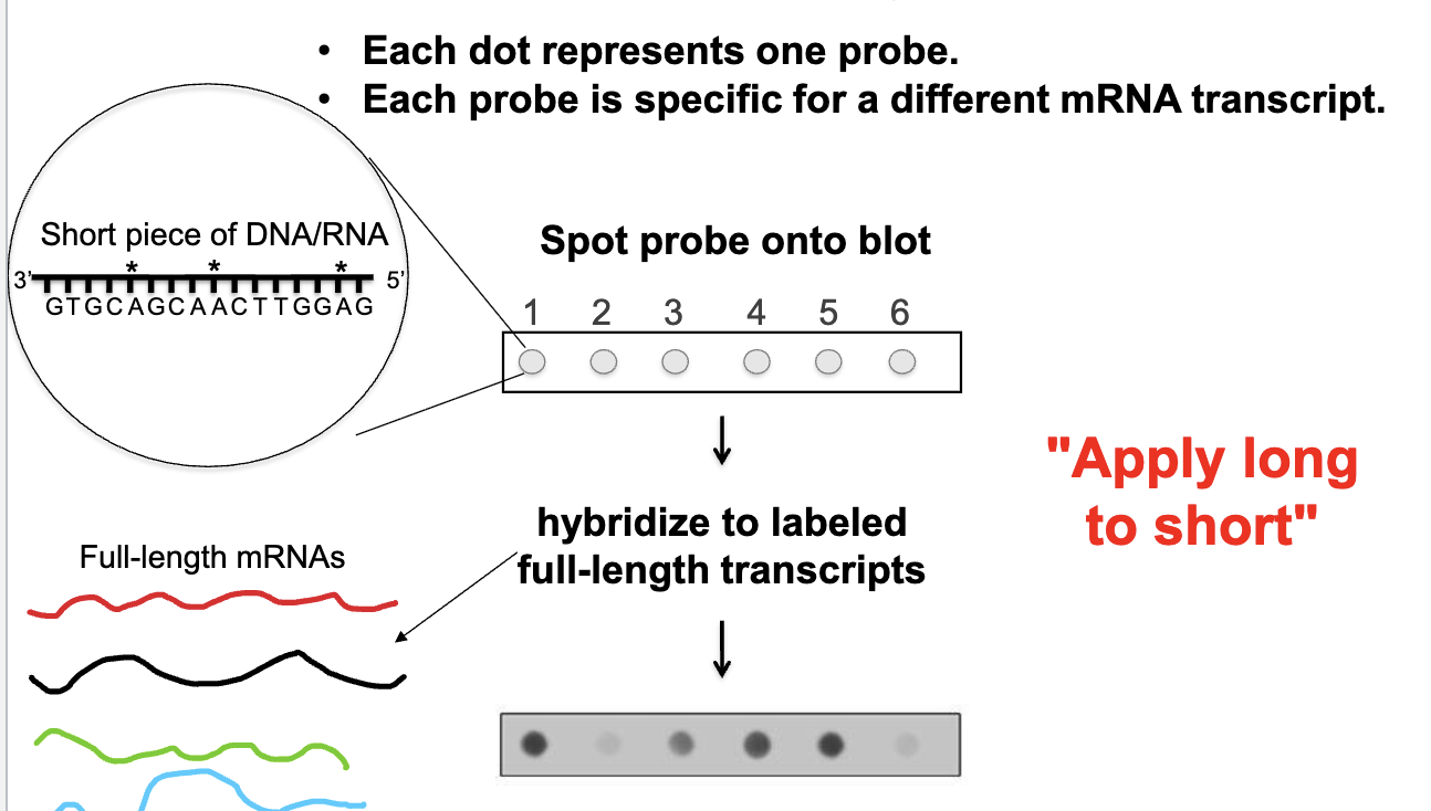 <ul><li><p>each dot represents one probe</p></li><li><p>each probe is specific for a different mRNA transcript</p></li><li><p>looking at all transcripts that might be produced by cells/tissues at one time</p></li><li><p>spot different probes onto blot → hybridize to labeled full-length RNA transcripts</p><ul><li><p>apply long to short: hybridizing something long against a short template</p></li></ul></li></ul><p></p>