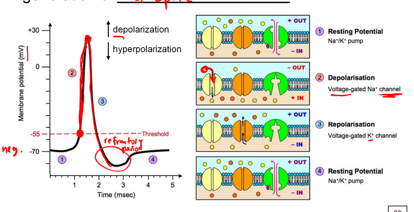 <p>not all neurons produce action potentials; integrates input currents and ire action potentials (aka spike)</p><ul><li><p>firing threshold; EPSP’ PSP</p></li><li><p>depolarization of the cell membrane leads to the generation of a spike → going down after is called hyperpolarization leading to the refractory period</p></li></ul><p></p>