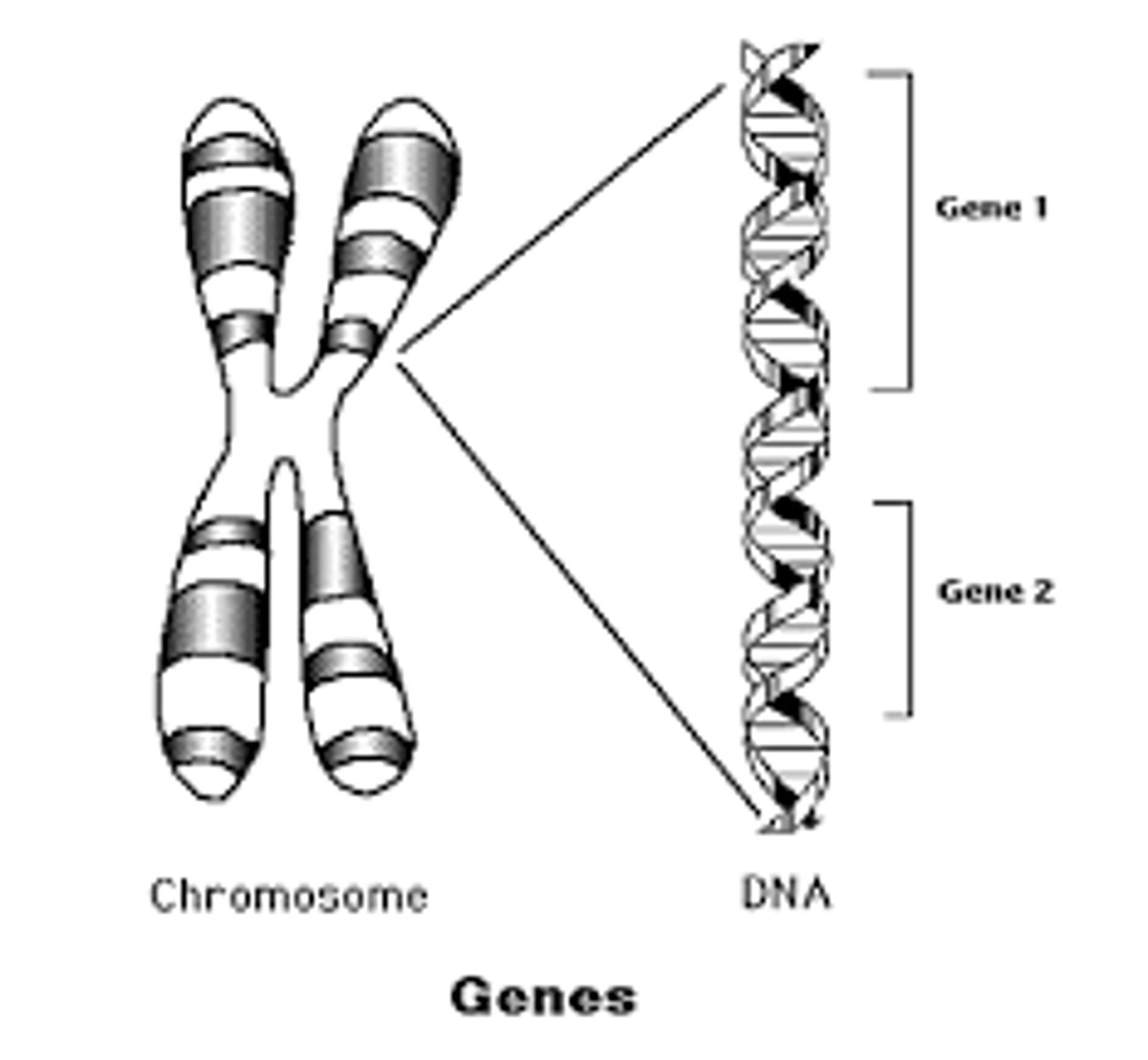 <p>particular character in an organism</p>