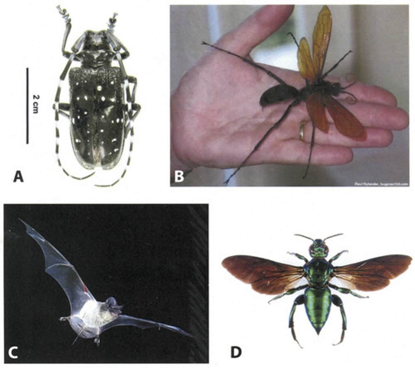 <p>Which of the following characters would be parsimony informative for building a phylogeny of the four organisms depicted above?</p>