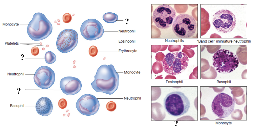 <p>function in adaptive immunity </p><ul><li><p>make up about 20 to 25% of total white blood cells </p></li><li><p>elevated in viral infections and some chronic bacterial infections </p></li><li><p>low levels may occur in immune deficiencies or after chemotherapy </p></li></ul><p></p>