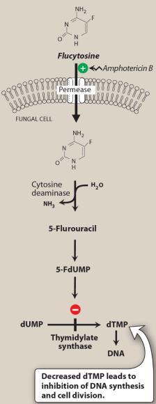 <p>Converted to <strong>5-fluorouracil</strong> in fungal cells = disrupts protein and DNA synthesis; fungistatic<br>High <strong>mutational resistance</strong> ∴ only used with other antifungals, e.g. amphotericin B<br>Resistance occurs due to <strong>downregulation</strong> of enzymes modifying flucytosine to active form<br>Dose-related bone marrow and <strong>hepatotoxicity</strong>; caution with chemo/radiotherapy that leads to bone marrow depression<br>Used for systemic mycoses and meningitis caused by <strong>Cryptococcus neoformans</strong> and <strong>Candida albicans</strong></p>