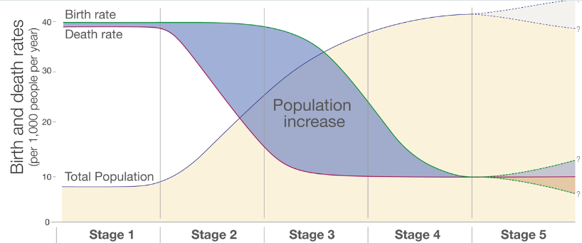 <p><span>A model that shows how a country's population changes over time through different stages, based on birth and death rates.</span></p>