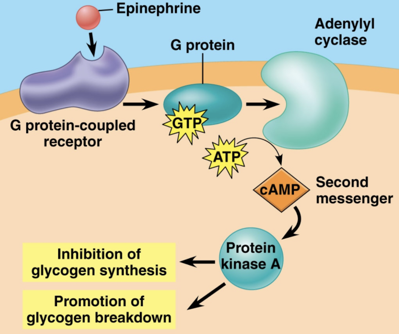 <p>An example of a polar hormone (ligand). Uses GPCR pathways to trigger "flight or fight" responses including the inhibition of glycogen synthesis and the promotion of glycogen breakdown to increase glucose levels in the blood</p>