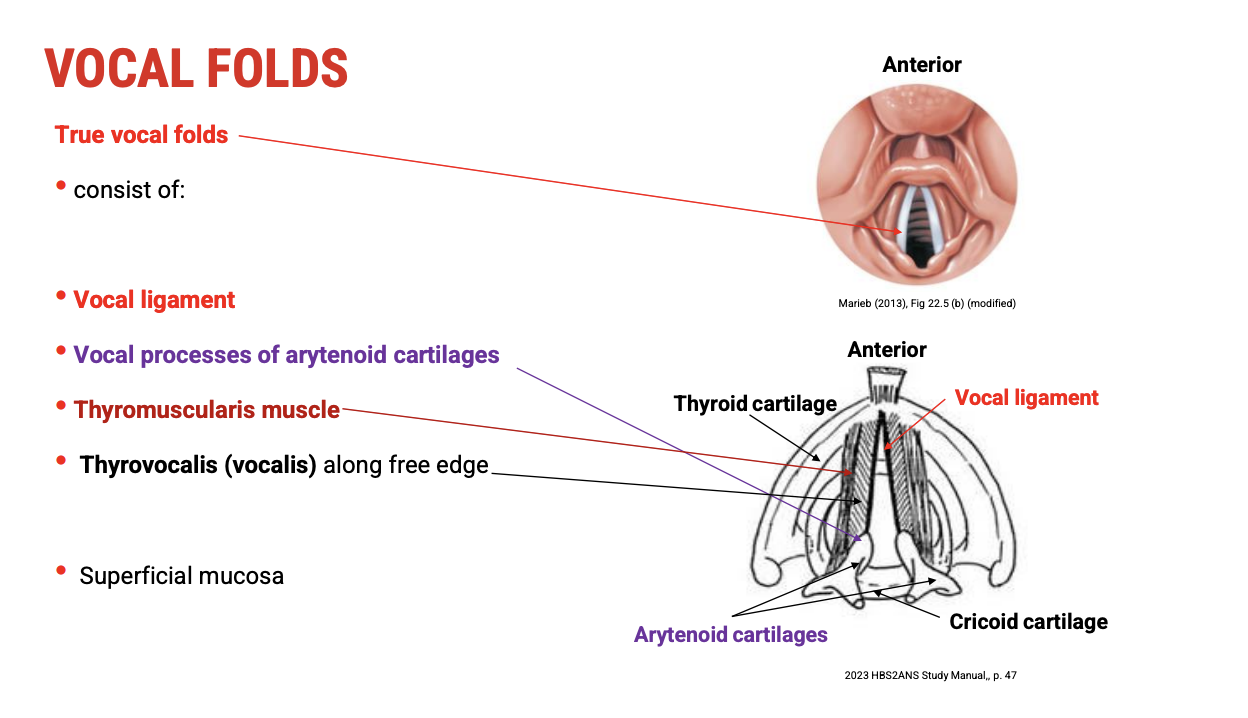 <p><span data-name="small_blue_diamond" data-type="emoji">🔹</span><span><strong>&nbsp;Key Structures of the Vocal Folds (from medial to lateral)</strong></span></p><ol type="1"><li><p><span><strong>Vocal Ligament (Most Medial)</strong></span></p><ul><li><p><span><strong>Attached to the&nbsp;vocal process of the arytenoid cartilage</strong></span></p></li><li><p><span><strong>Provides&nbsp;tensile support&nbsp;and elastic recoil essential for vibration</strong></span></p></li></ul></li><li><p><span><strong>Thyroarytenoid Muscle Group</strong></span></p><ul><li><p><span><strong>Divided into two parts:</strong></span></p><ul><li><p><span><strong>Thyrovocalis (Vocalis) Muscle&nbsp;(immediately lateral to the vocal ligament)</strong></span></p><ul><li><p><span><strong>Fine-tunes&nbsp;vocal fold tension&nbsp;and pitch</strong></span></p></li></ul></li><li><p><span><strong>Thyromuscularis Muscle&nbsp;(lateral to the thyrovocalis)</strong></span></p><ul><li><p><span><strong>Controls&nbsp;vocal fold position and adduction</strong></span></p></li></ul></li></ul></li></ul></li><li><p><span><strong>Superficial Mucosa</strong></span></p><ul><li><p><span><strong>Covers all these internal structures</strong></span></p></li><li><p><span><strong>Provides&nbsp;smooth gliding surface&nbsp;for vibration</strong></span></p></li><li><p><span><strong>Contains&nbsp;stratified squamous epithelium&nbsp;to withstand mechanical stress</strong></span></p></li></ul></li></ol><p>&nbsp;</p><p><span data-name="brain" data-type="emoji">🧠</span><span><strong>&nbsp;Functional Summary</strong></span></p><ul><li><p><span>The&nbsp;<strong>vocal ligament</strong>&nbsp;and&nbsp;<strong>vocalis muscle</strong>&nbsp;together form the&nbsp;<strong>vibratory core</strong>&nbsp;of the true vocal fold.</span></p></li><li><p><span>The&nbsp;<strong>thyromuscularis</strong>&nbsp;acts more on&nbsp;<strong>adduction and relaxation</strong>.</span></p></li><li><p><span>The mucosal covering is essential for&nbsp;<strong>efficient vibration</strong>&nbsp;and&nbsp;<strong>protection</strong>.</span></p></li></ul><p></p>