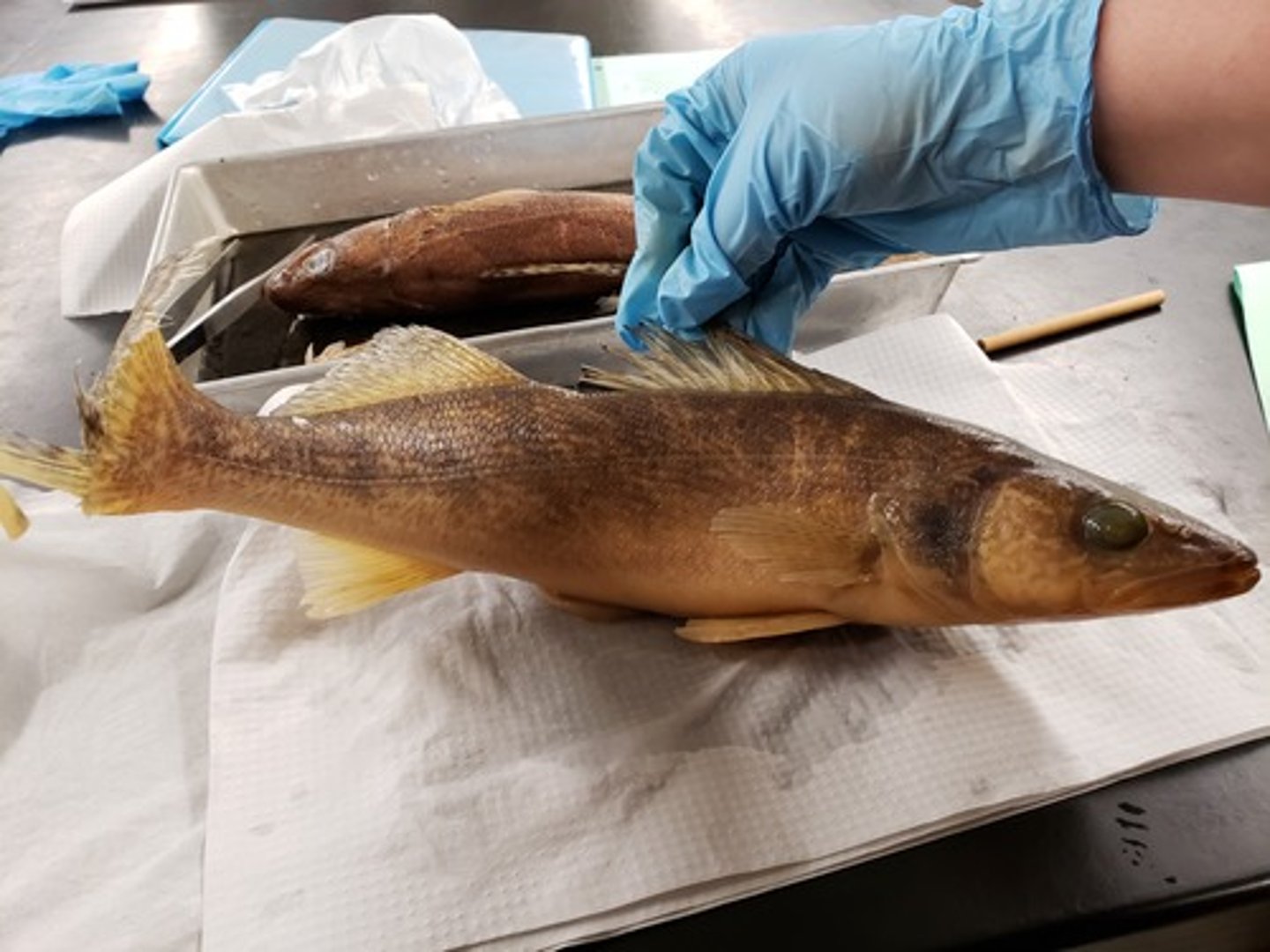<p>dorsal fin has a space in between </p>