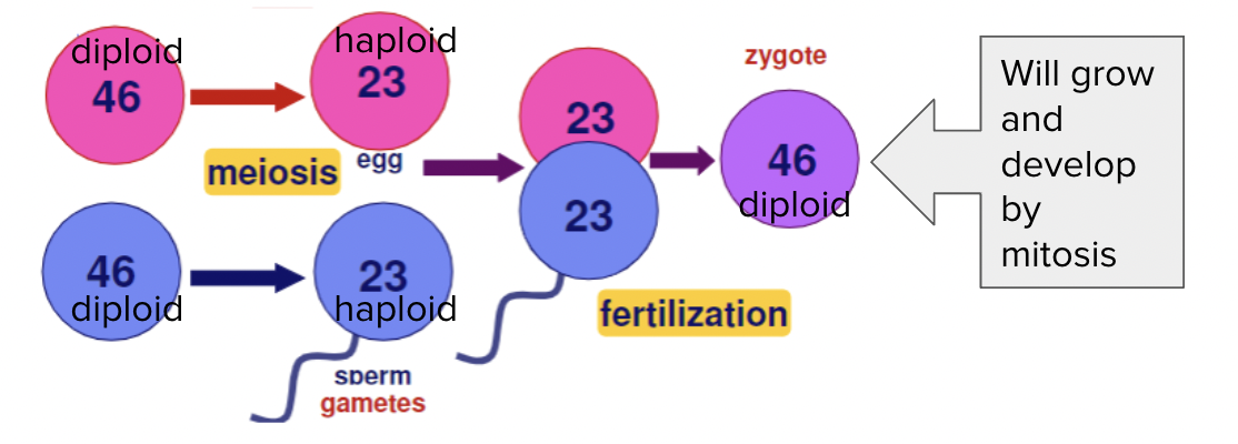 <ul><li><p><span style="background-color: transparent;"><span>(ploidy reduces in Metaphase 1)</span></span></p><ul><li><p><span style="background-color: transparent;"><span>Diploid 2n→ haploid n&nbsp; (other species can be 4n - 6n!)</span></span></p></li></ul></li></ul><p></p>