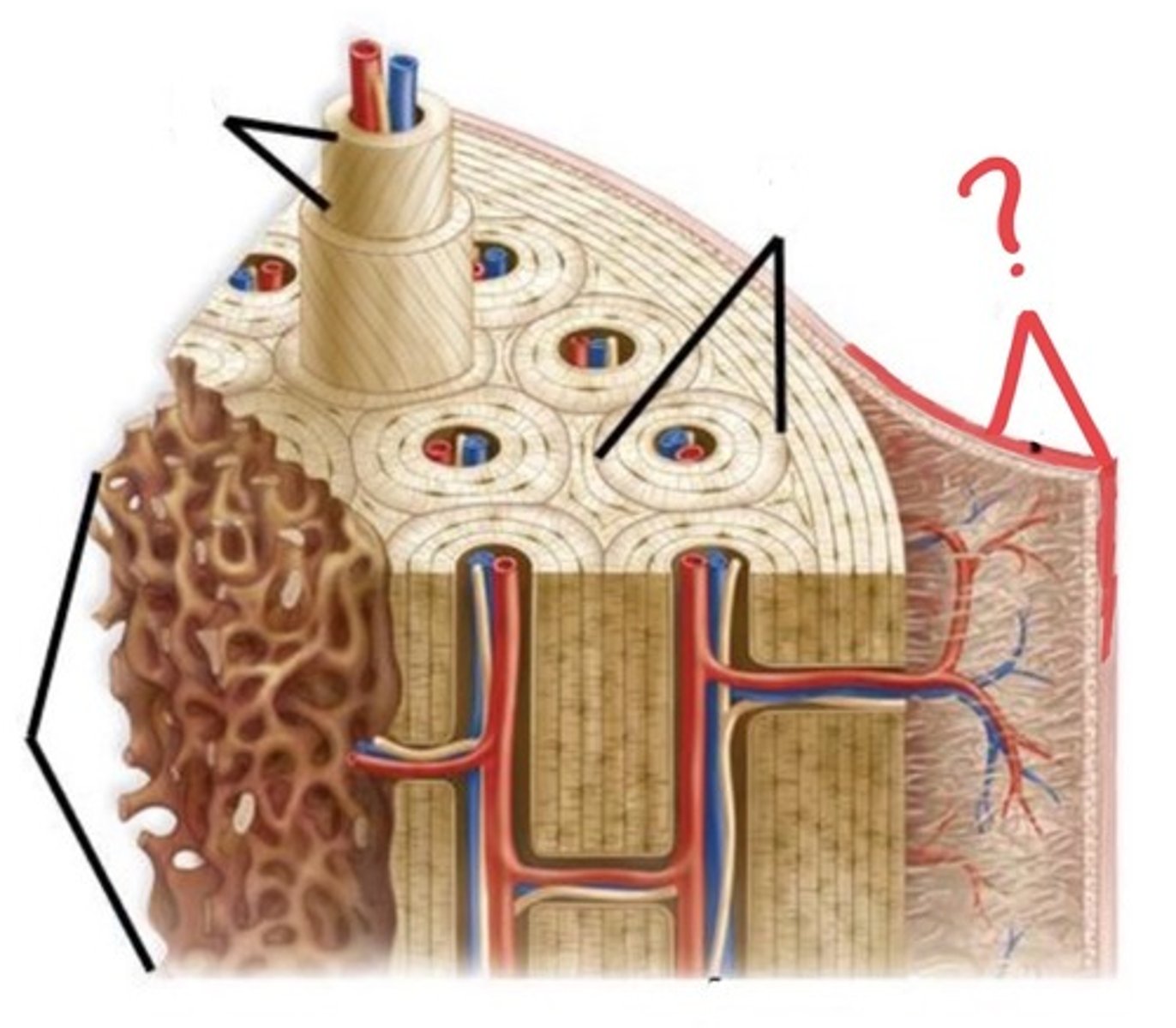 <p>Outer layer of periosteum</p>