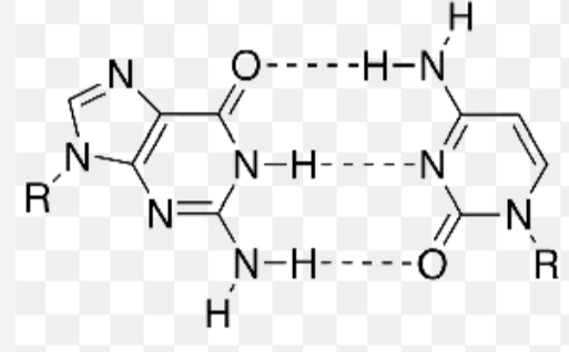 <p>3 hydrogen bonds</p>