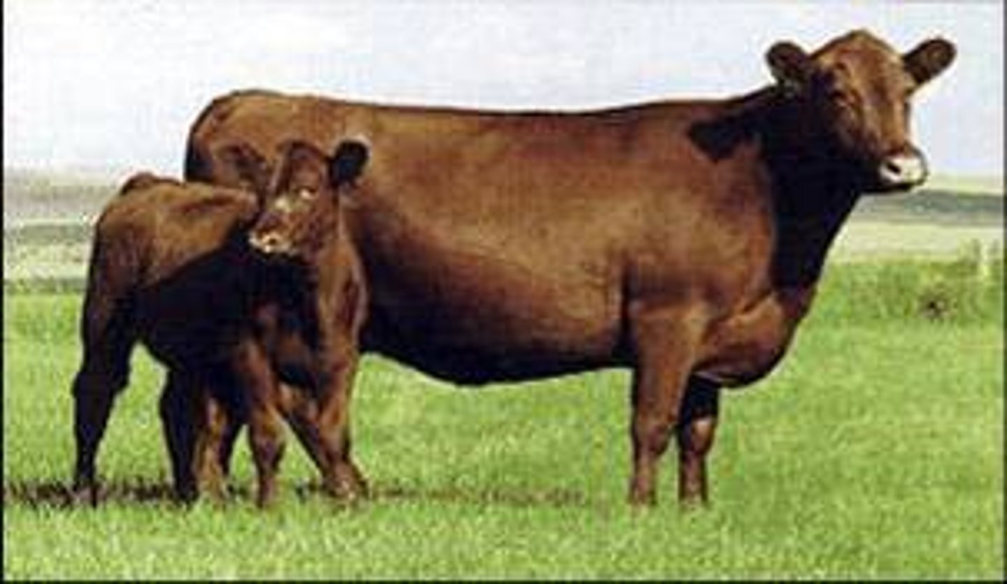 <p>English/British Beef Breeds</p><p>Developed in the United States.</p><p>Red and naturally polled.</p><p>Developed from a recessive gene found in black angus cattle.</p>