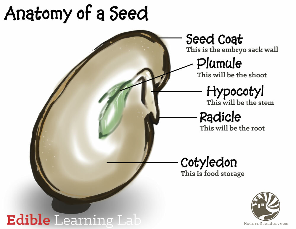 <p>embryonic root</p>