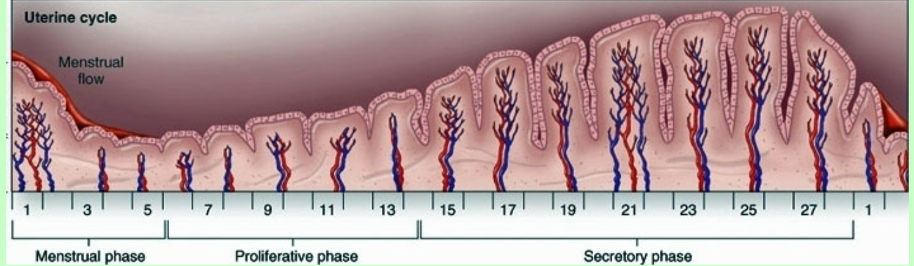 <p>What layers thickens and thins during Uterine cycle?</p>