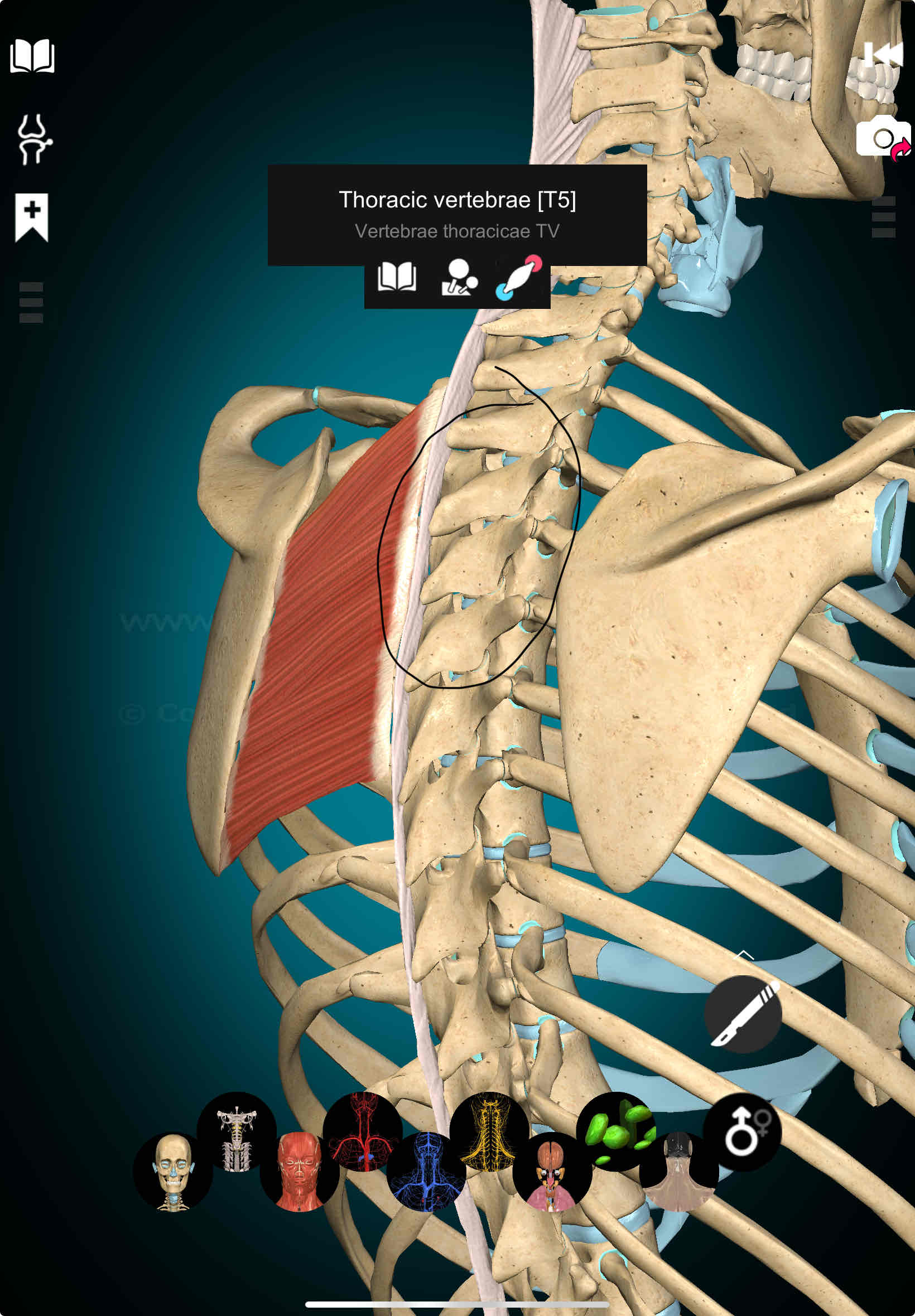 <p>Rhomboids Origin</p>