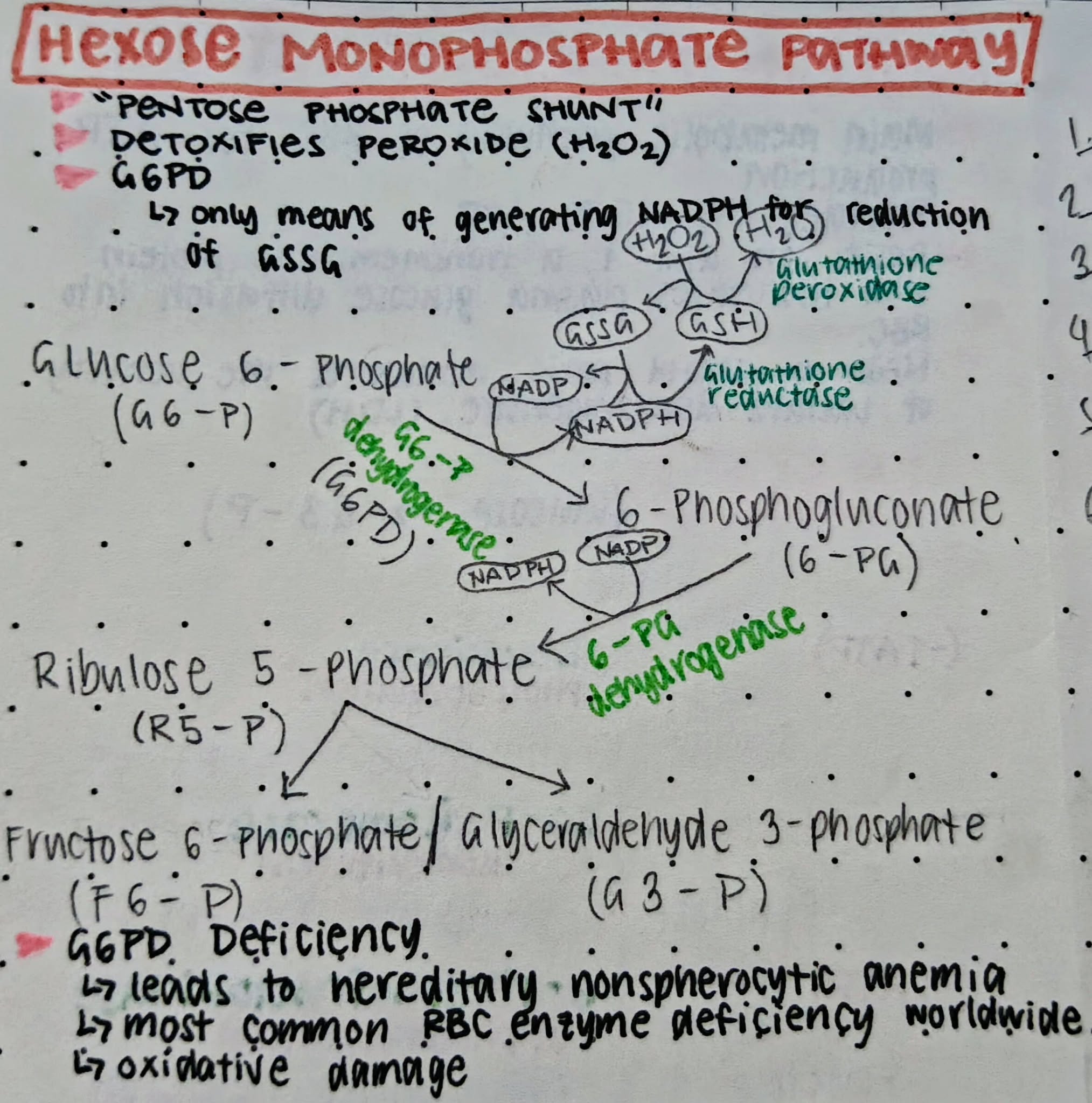 <p>An alternative pathway that undergoes aerobic / oxidative glycolysis</p>