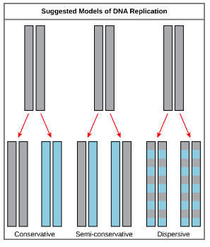 <ul><li><p>semi-conservative - 2 strands split &amp; acts as a template resulting in 2 DNA molecules with a new &amp; original strand.</p></li><li><p>conservative - replication resulting in 2 dna molecules, 1 identical to the original &amp; 1 with 2 new strands.</p></li><li><p>dispersive - replication resulting in hybrid (a mixture) of parental &amp; daughter DNA</p></li></ul>