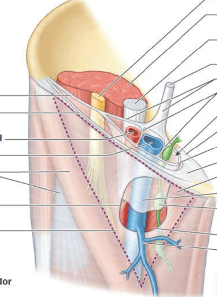 <p>arco iliopectíneo</p><ol><li><p>que es </p></li><li><p>por donde pasa</p></li><li><p>funcion</p></li></ol>