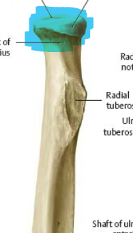 round articular structure on proximal end