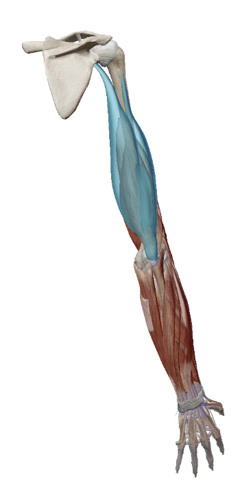 term image