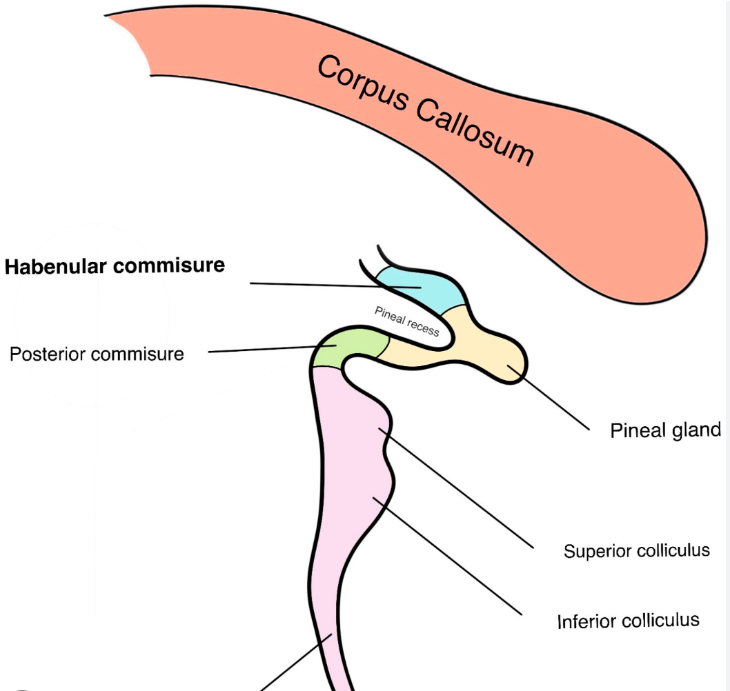 <p>Habenular nuclei</p>