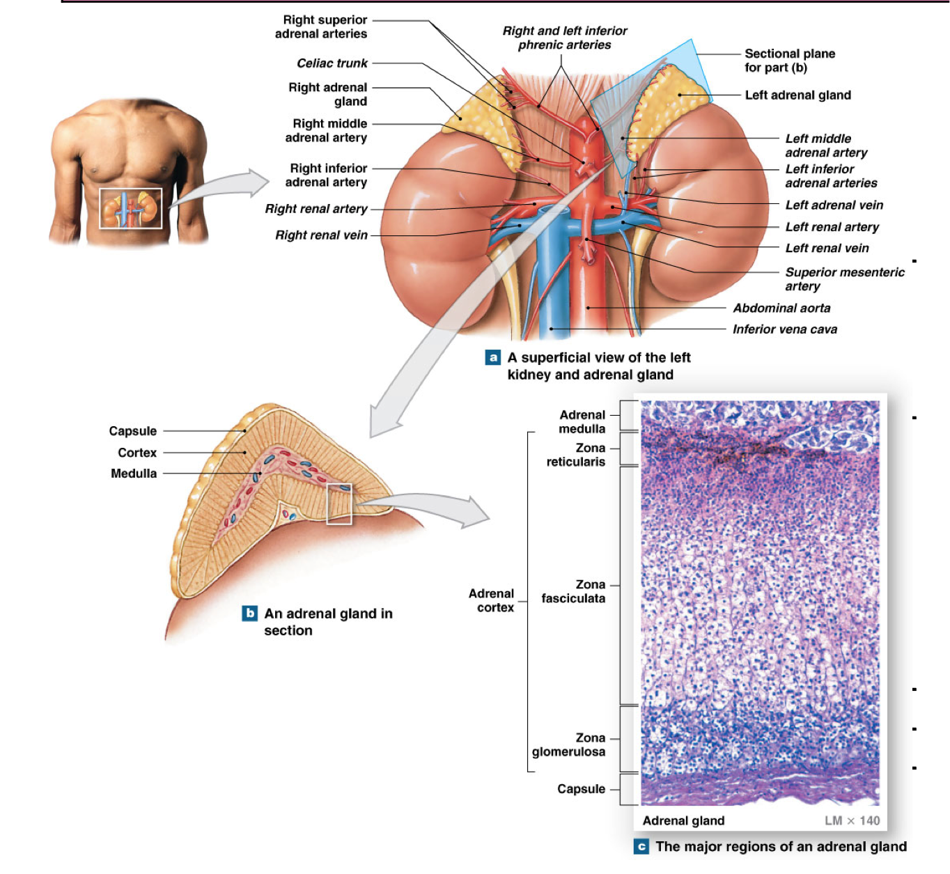 <ul><li><p>Retroperitoneal above each kidney </p></li><li><p>Composed of:</p><ul><li><p>Outer cortex: corticosteroids (2 dozen steroid hormones)</p></li><li><p>Inner medulla: epinephrine and norepinephrine </p></li></ul></li><li><p>Outer cortex further divided into </p><ul><li><p>Zona glomerulosa</p></li><li><p>Zona fasiculata </p></li><li><p>Zona reticularis </p></li></ul></li></ul><p></p>