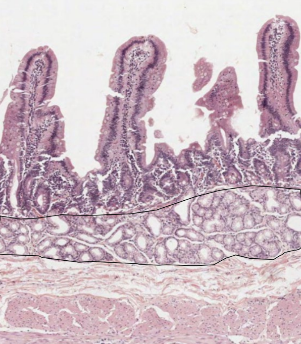 <p>secrete alkaline solution</p><ul><li><p>protects intestinal (duodenal) lining from acidic chyme</p></li></ul><p></p>