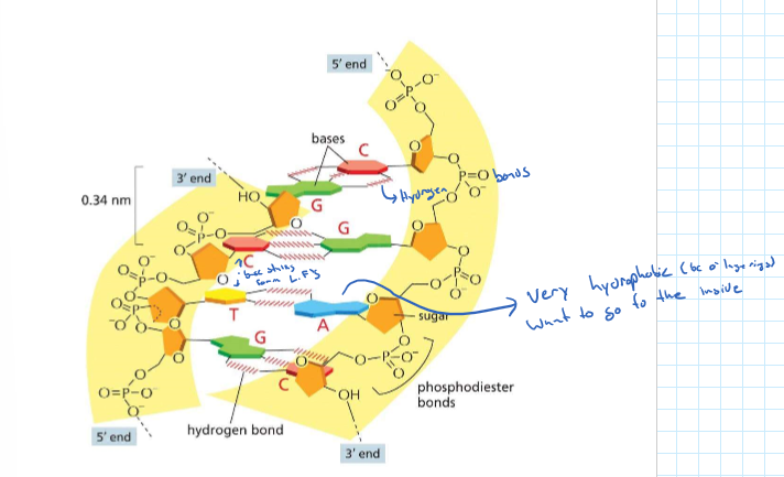 * Electrostatic attractions
* Hydrogen Bonds
* Van der Waals attractions 
* Hydrophobic force

\
