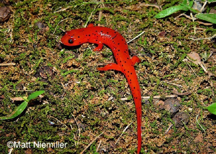 <p>A  large (3.0 to 7.0 inches in length), stout-bodied species with an orange-brown to reddish-brown dorsum covered with round, well-separated black spots on the back and sides. Young specimens are brightly colored, whereas older ones can develop into chocolate colors. The belly is a distinctly lighter orangish color, sometimes with dark flecking. Eyes are black or dark brown.</p>