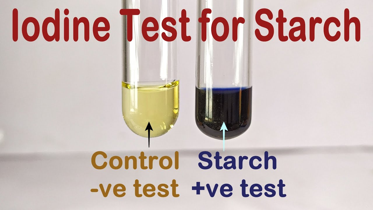 <p>iodine test:</p><ul><li><p>place 3 cm³ of liquid testing substance in a boiling tube (if not liquid, first crush w/ pestle and mortar and add distilled water, then use filter paper and funnel to create a filtrate)</p></li><li><p>add 1 cm³ of iodine solution (containing iodine and potassium iodide)</p></li><li><p>if positive - orange → blue black</p></li></ul><p></p>
