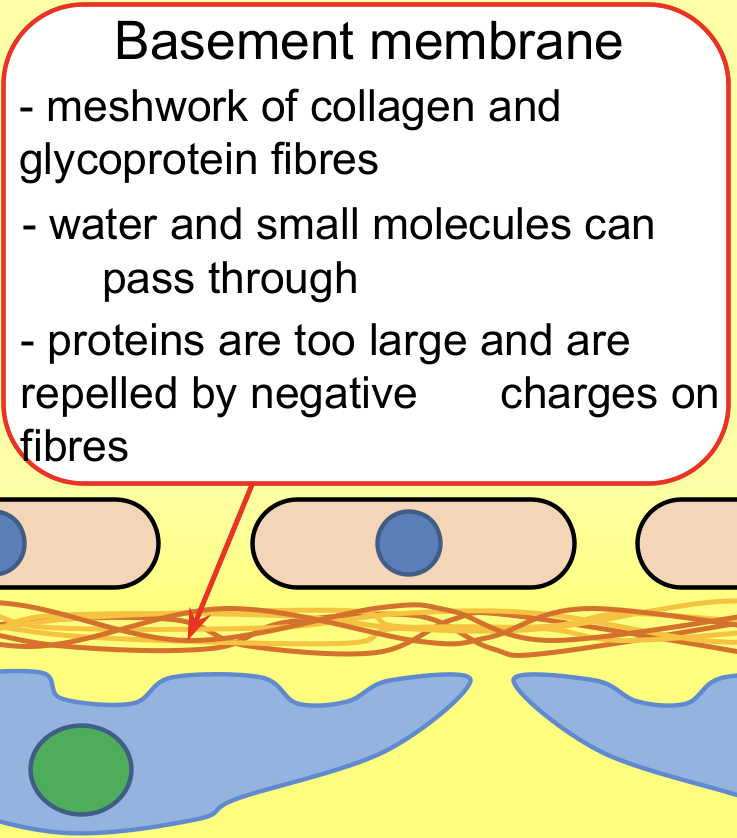 <p>Basement membrane – This is a selective molecular filter which only allows small molecules to pass through; blood cells, platelets and large proteins, such as antibodies, are too large.</p>