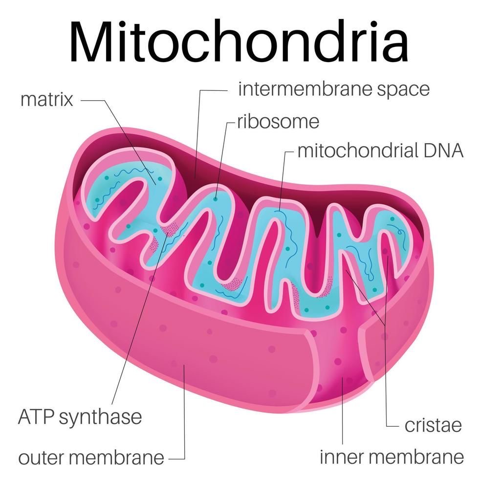 <p>Outer/ inner/inter membrane</p><p>Cristae</p><p>Matrix</p><p>Ribosome</p><p>Circle of DNA.</p>