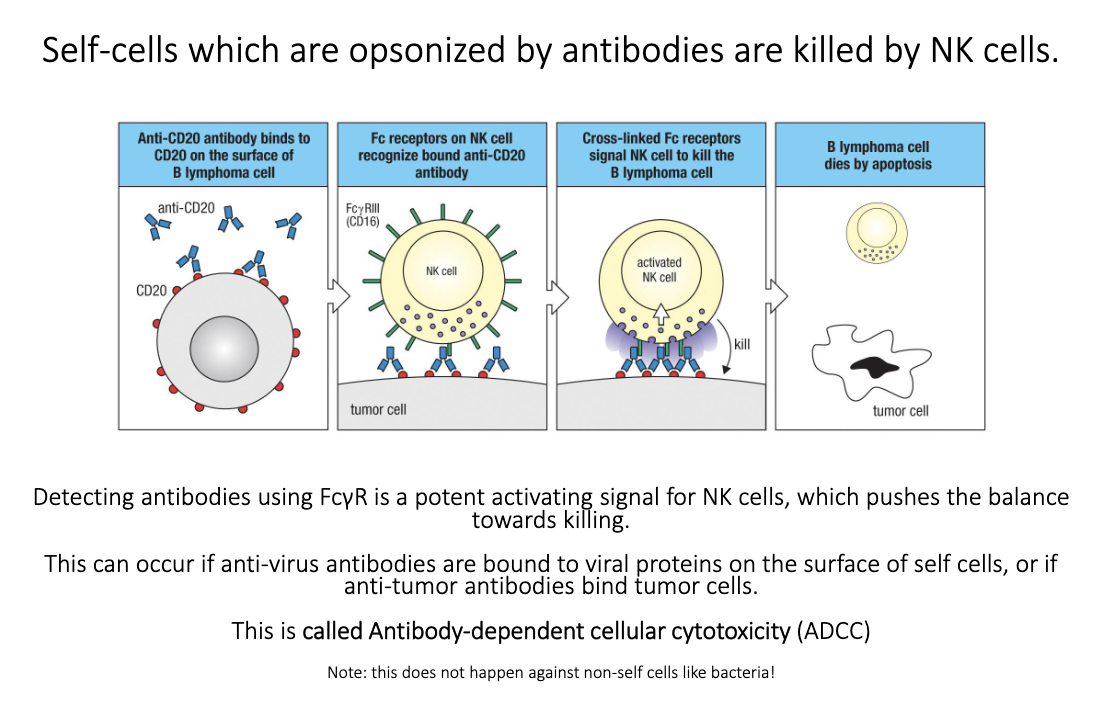 <ul><li><p class="isSelectedEnd"><span>Antibodies bind antigens on infected or cancerous host cells.</span></p></li><li><p class="isSelectedEnd"><span>NK cells use </span><strong><span>FcγRIII</span></strong><span> to recognize bound IgG.</span></p></li><li><p class="isSelectedEnd"><span>Fc engagement → strong activating signal → </span><strong><span>target cell killing</span></strong><span>.</span></p></li><li><p class="isSelectedEnd"><span>Used therapeutically (e.g., anti-CD20 antibodies killing B-cell cancers).</span></p></li><li><p><span>Does </span><em><span>not</span></em><span> work on bacteria because NK killing uses perforin/granzymes → apoptosis, which bacteria can’t undergo.</span></p></li></ul><p></p>
