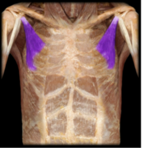 <p>Name this muscle and it’s insertion</p>