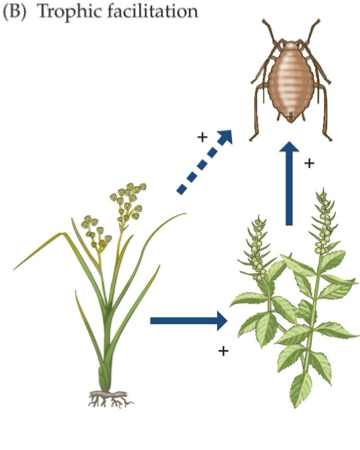<p>Juncus can facilitate Iva through…<span style="font-family: &quot;Times New Roman&quot;">  </span></p>