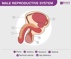 <p>Vas Deferens </p>