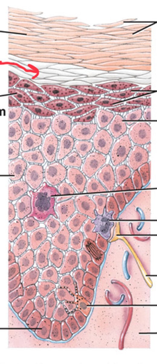 <p>Provides resistance to mechanical stress especially at palms and soles</p>