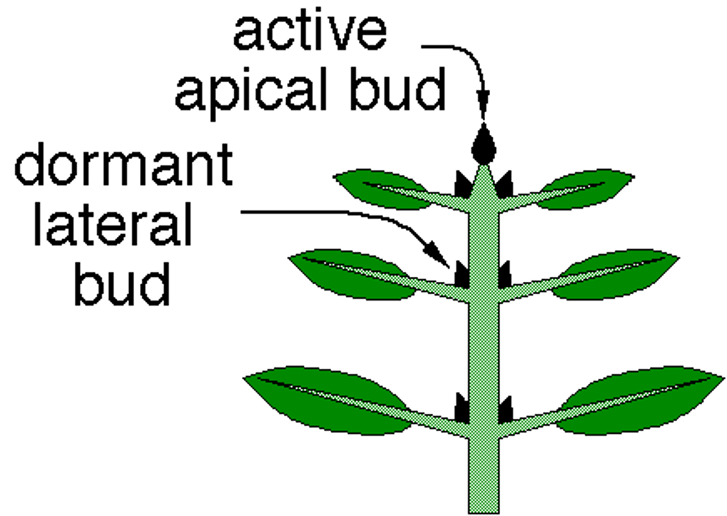<p>phenomenon in which the closer a bud is to the stem's tip, the more its growth is inhibited; controlled by auxin</p>