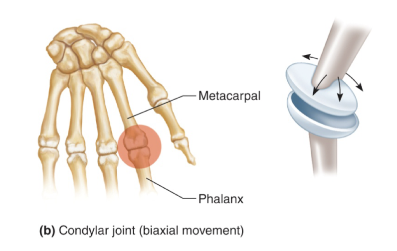 <p>condylar joint (aka ellipsoidal)</p>