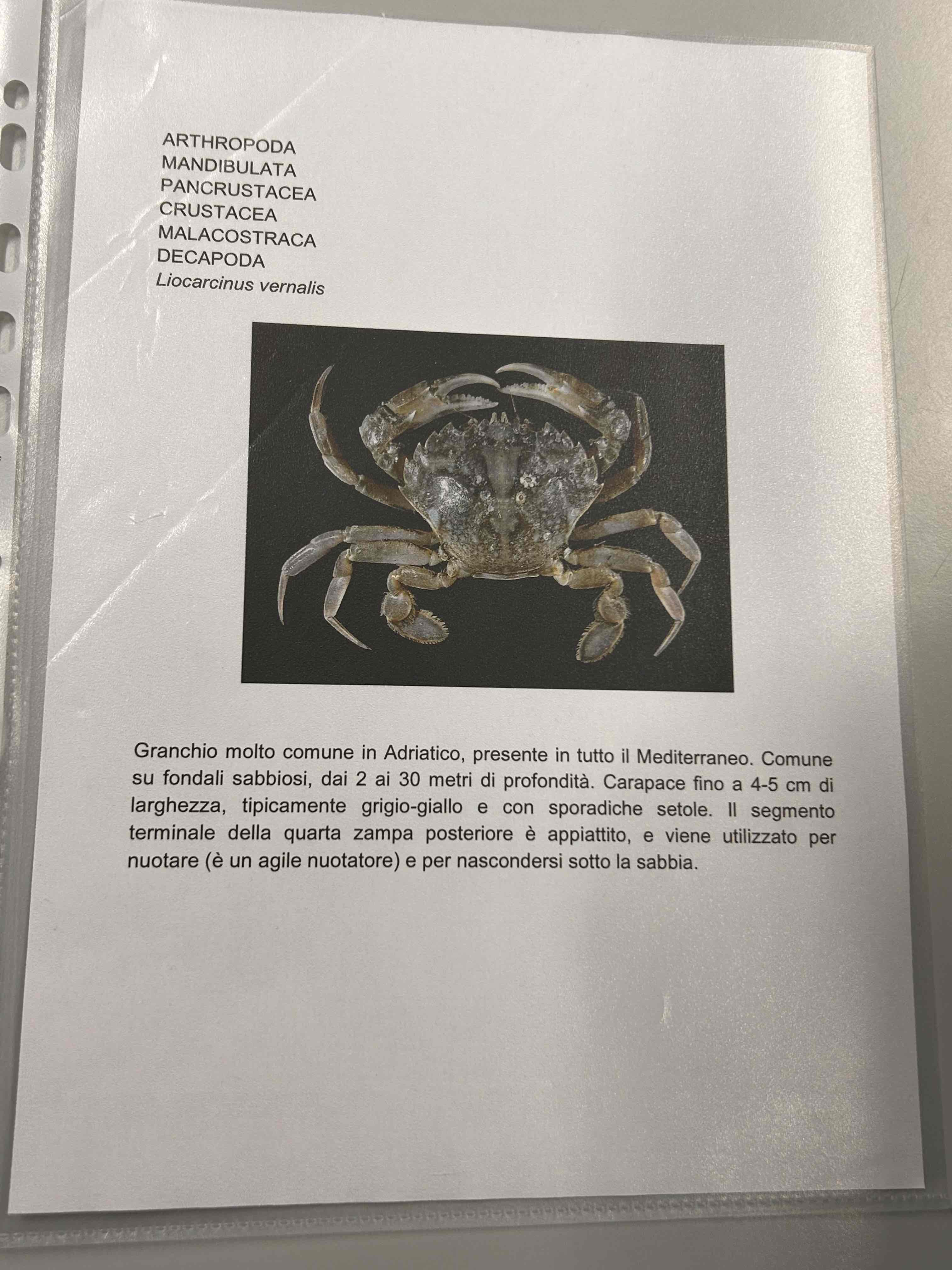 <p>Crostacei</p><p>Malacostraca</p><p>Eumalacostraca</p><p>Decapoda</p><p>Brachyura</p><p>Liocarcinus vernalis</p>