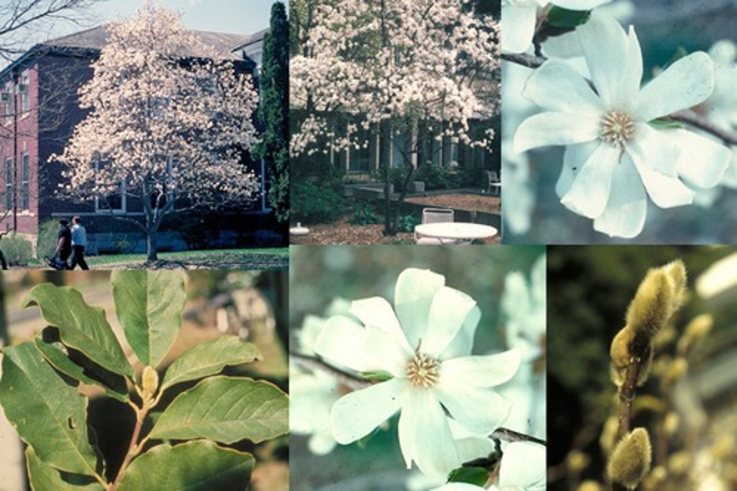 <p>Star magnolia</p>
