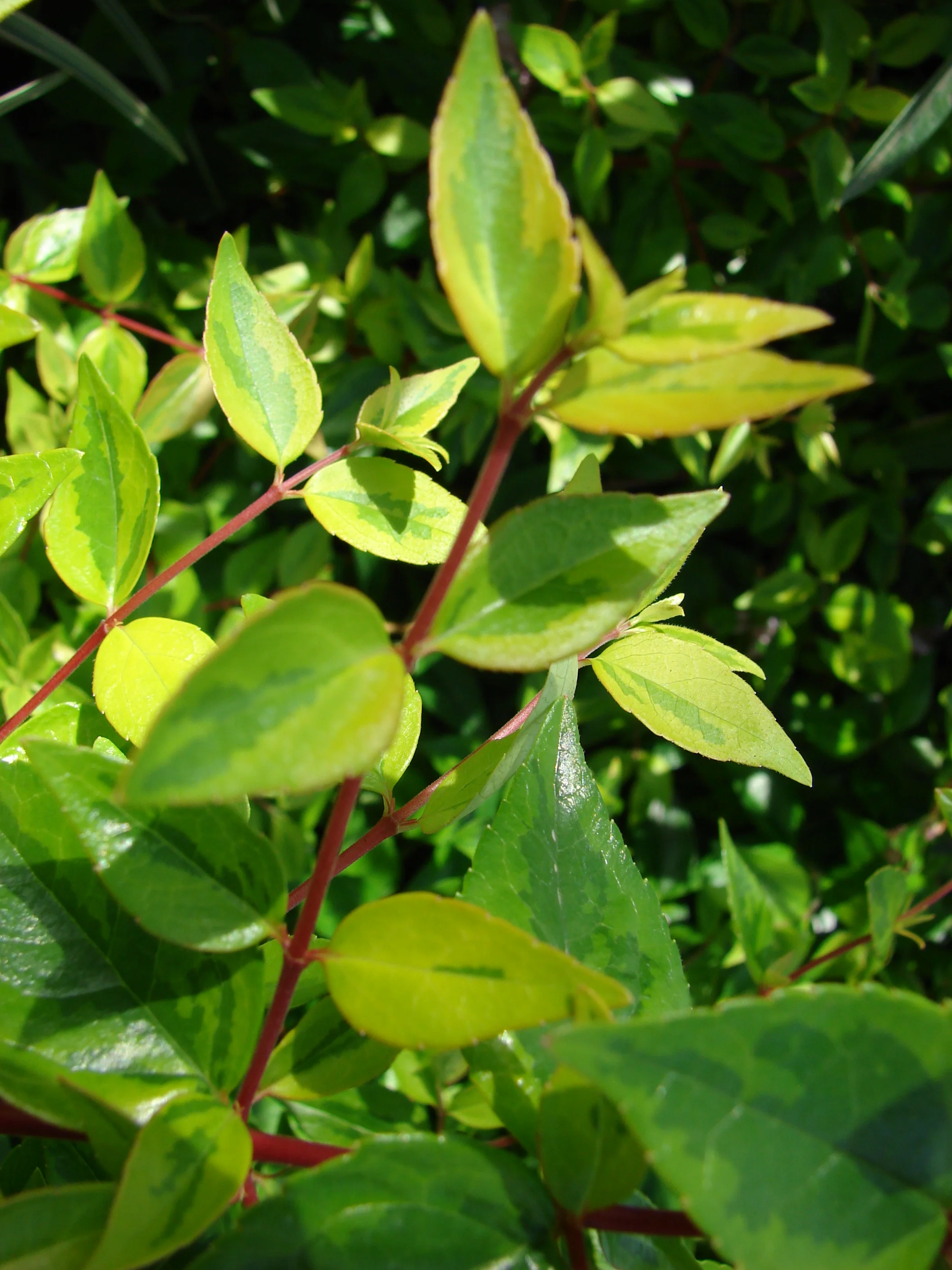 <p>Glossy Abelia - <em>abelia x grandiflora</em></p>