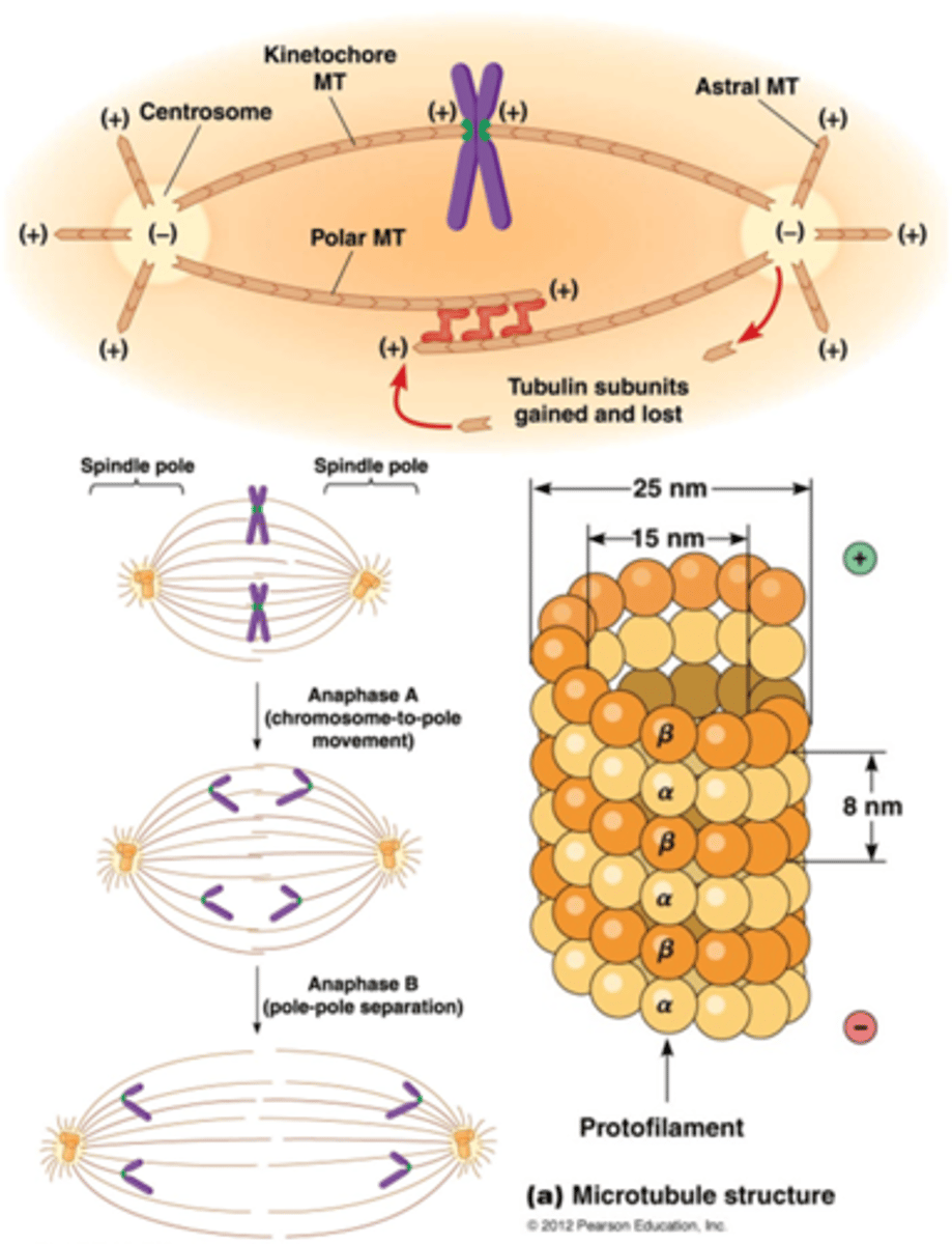 <p>De kernspoel scheidt chromosomen tijdens celdeling. Microtubuli, met een polair - uiteinde bij het centrosoom en een + uiteinde bij het kinetochoor, trekken zusterchromatiden naar tegenovergestelde polen van de cel.</p>