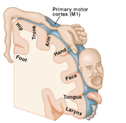 a map of brain areas showing what parts of the brain control parts of the body