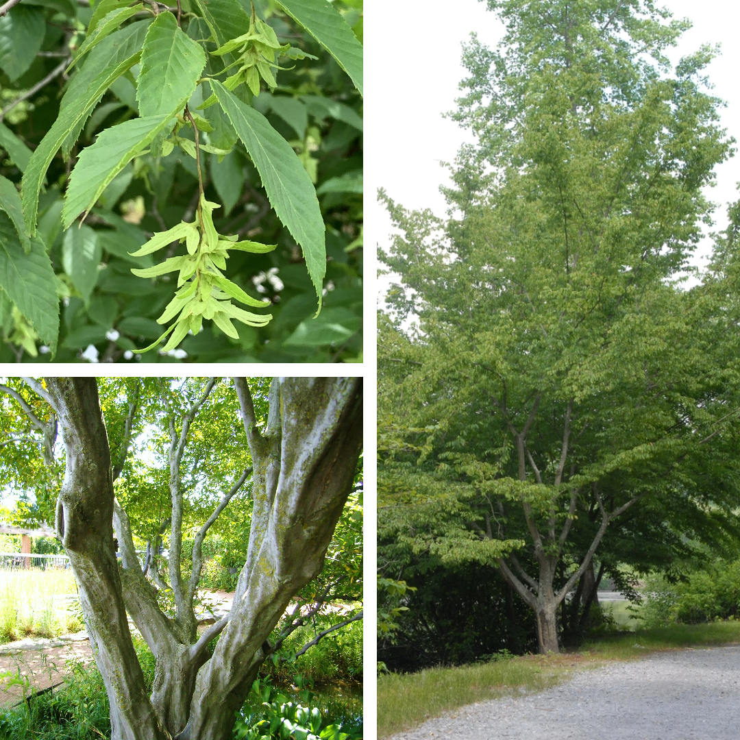 <p>Hornbeam</p>