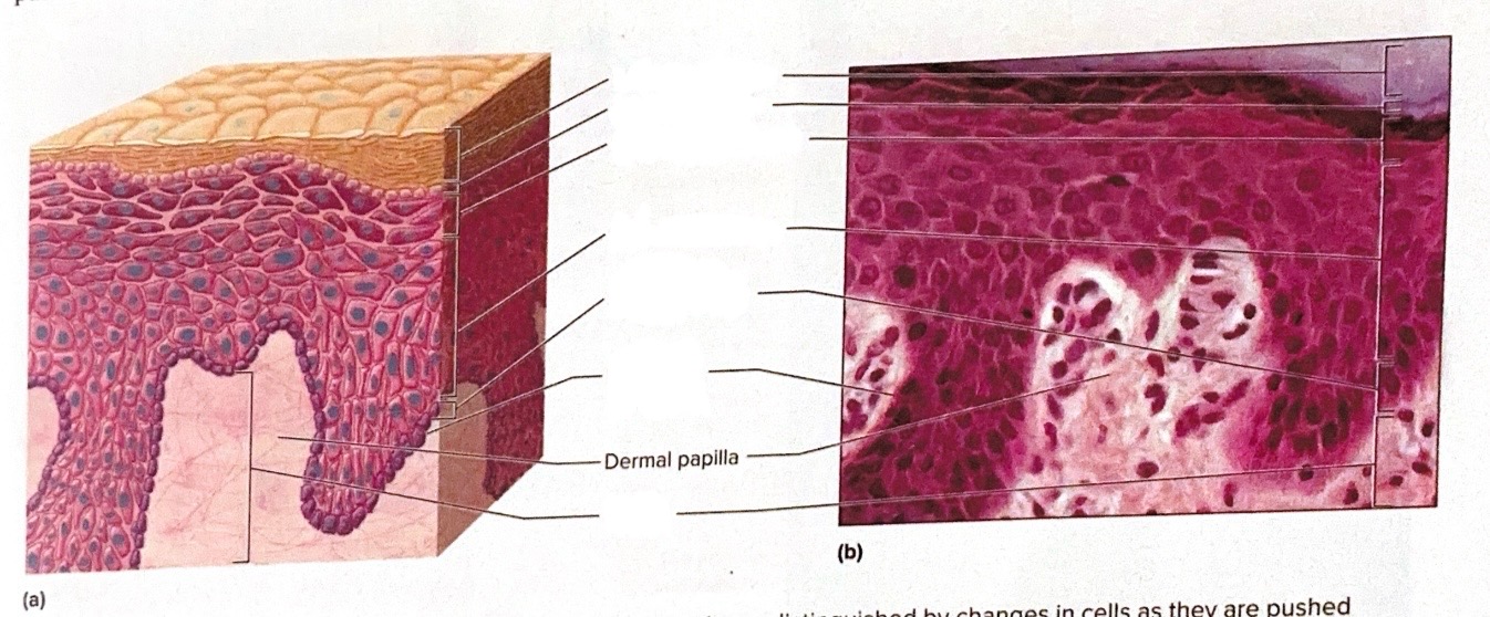 <p>Extend into spaces between the ridges - found in skin all over body mostly hands and feet</p>