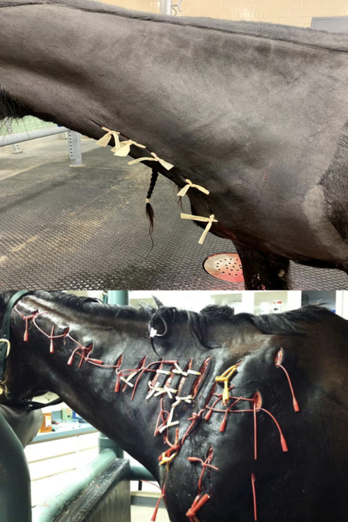 <p>Occurs after wounds or intramuscular injections. Causes acute swelling and tissue sloughing. U/S → Gas under skin</p><p><strong>Diagnose: </strong>culture ± histopathology </p><p><strong>Treatment:</strong> surgical debridement and high-dose penicillin or metronidazole</p>